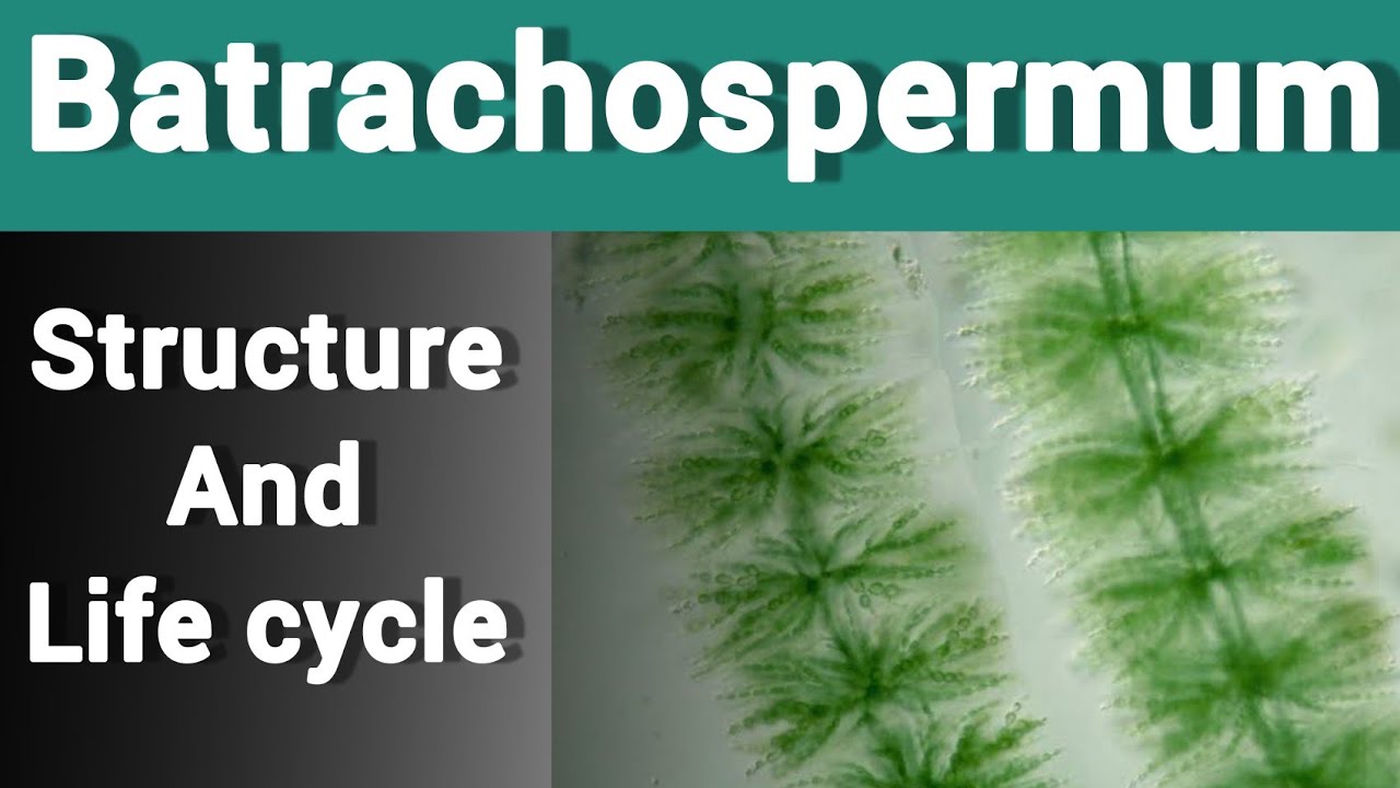 Batrachospermum || Structure, life cycle