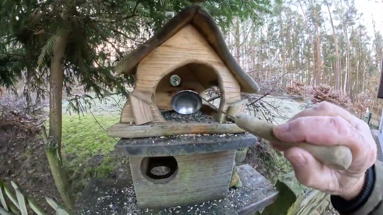 Und ewig grüßt das Eichhörnchen. 🐿️ 