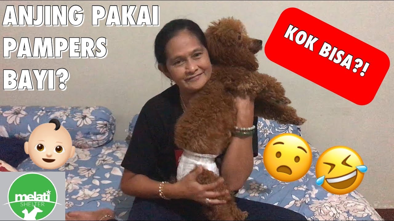 TUTORIAL Memakaikan Pampers pada Anabul Jantan & Betina by Shelter Melati