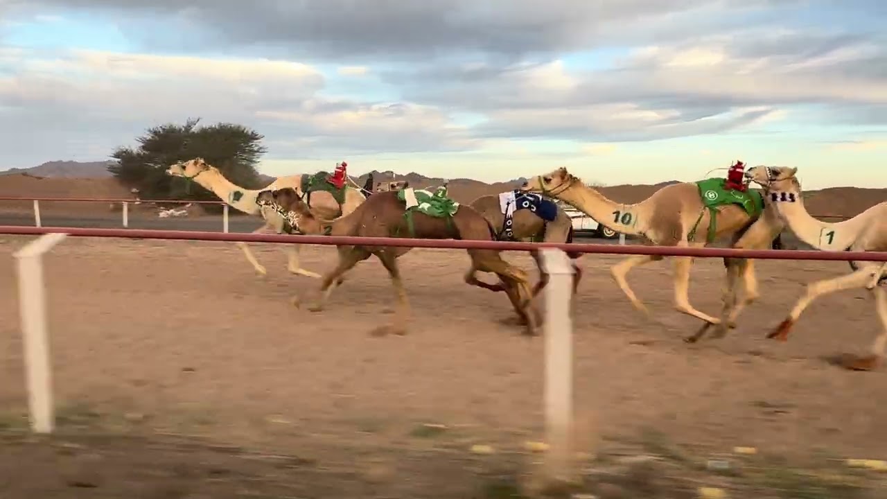 سباق الميادين 6 شوط 2 زمول 6ك سياف  لـ  احمد تراحب الشريف