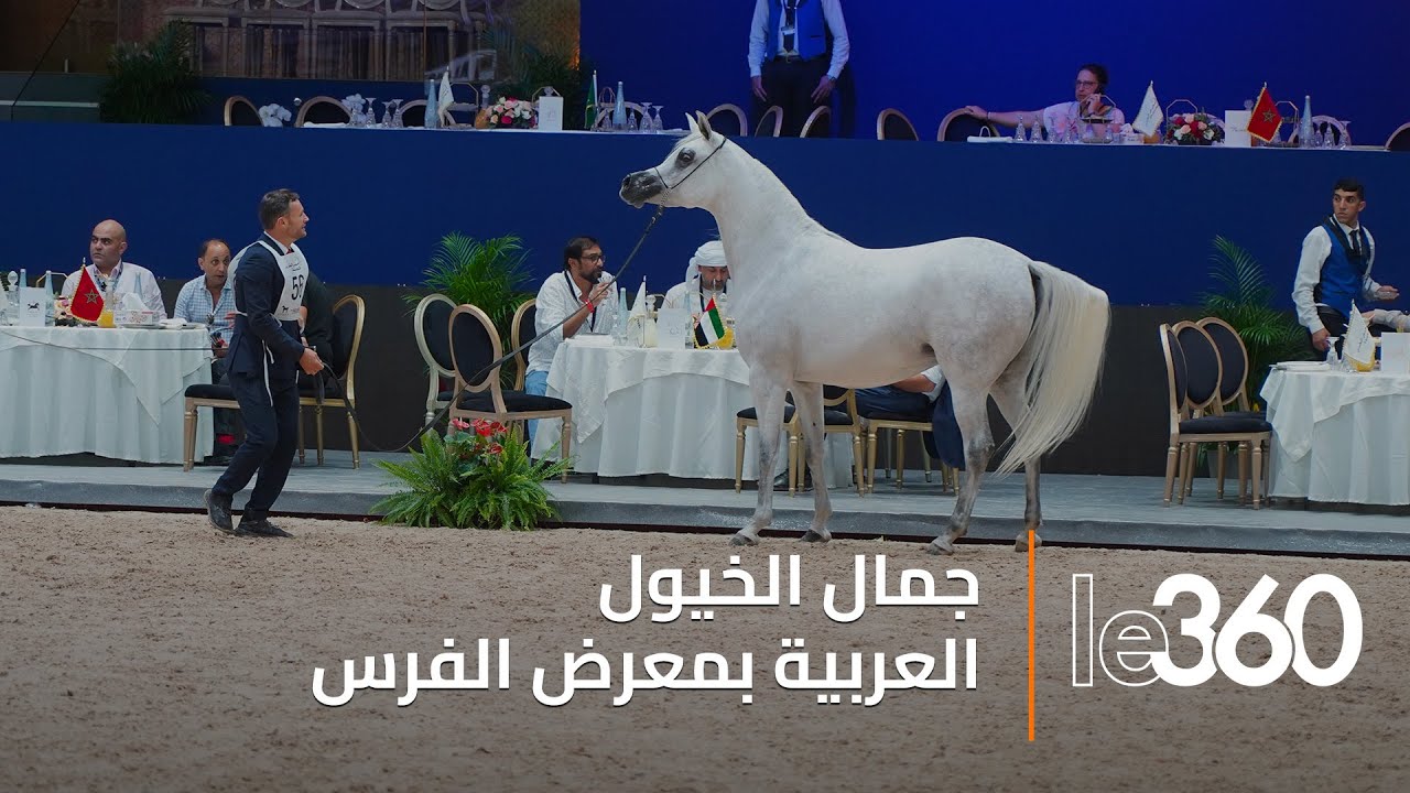 عروض مدهشة للخيول العربية بمعرض الفرس بالجديدة