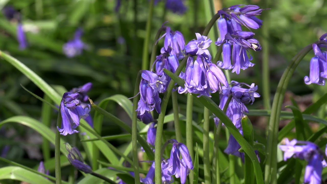 Arlington Bluebell Walk Spring (Part 3)