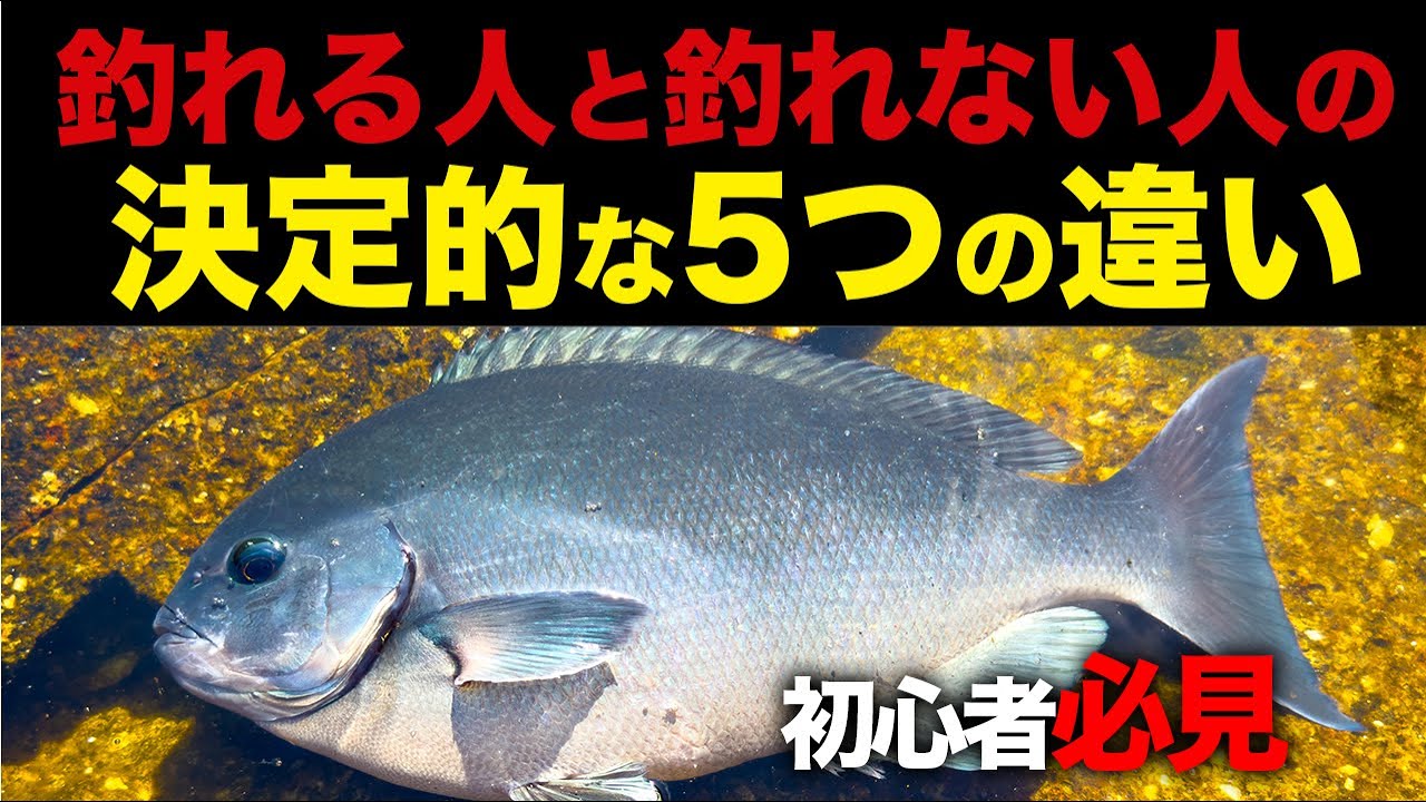 波止グレで釣れる人と釣れない人の違い5つを大公開！