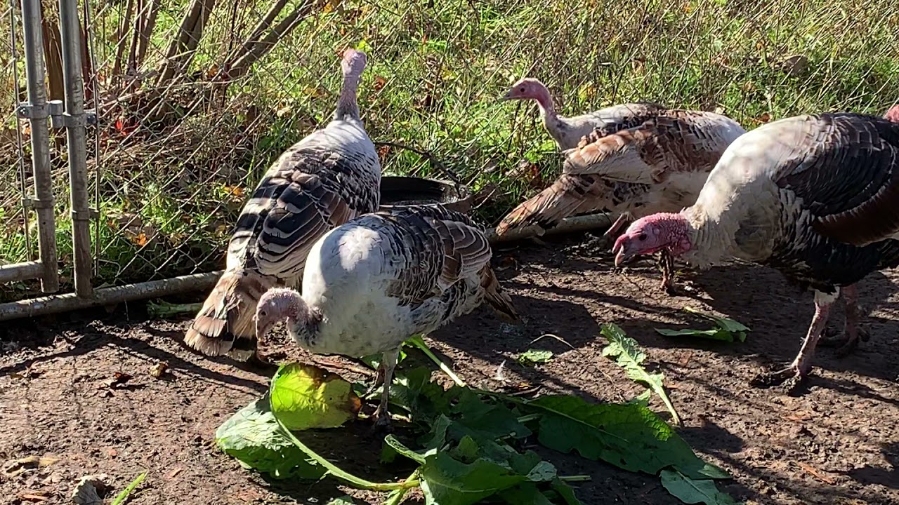 Determining the Gender of Sweetgrass Turkeys
