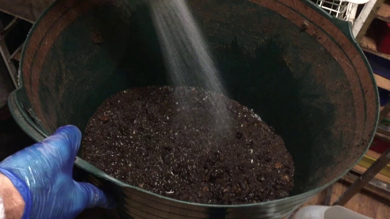 Preparing Breeding Bedding - Dendrobaena  - Wiggly Woo Enterprises