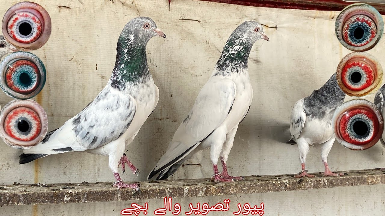سپر کلاس تصویر والے کبوتر اور بچے استاد میاں نزیر بلڈ لائن 03055681152