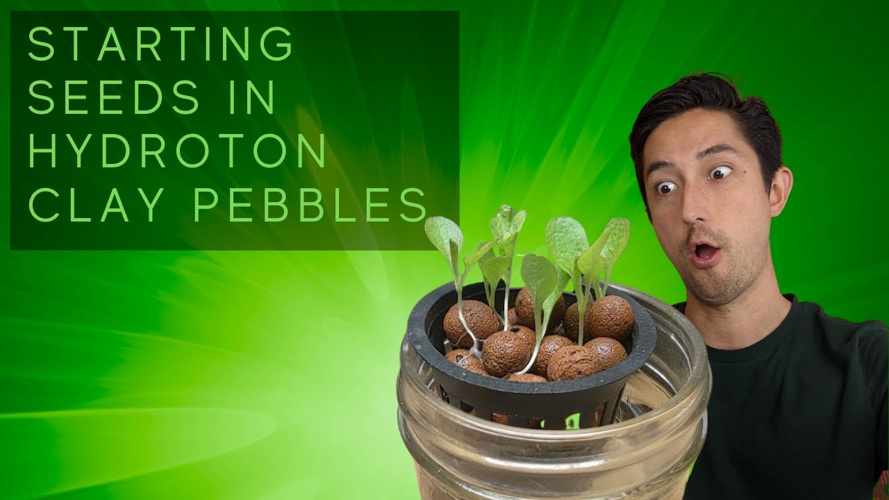 Starting Seeds In Hydroton (Clay Pebbles)