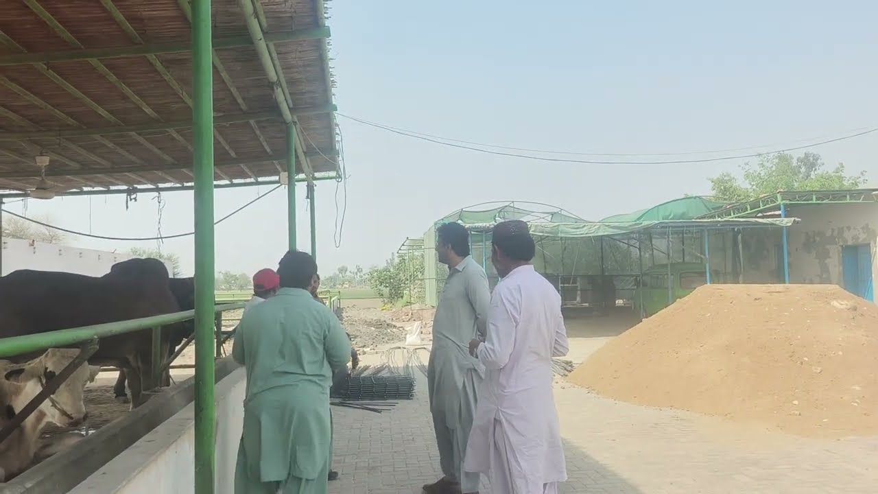 Pitafi Farm Per Naya Modern Shed Taiyar! 🏗️🐄 Full Update @Pitafifarm 
