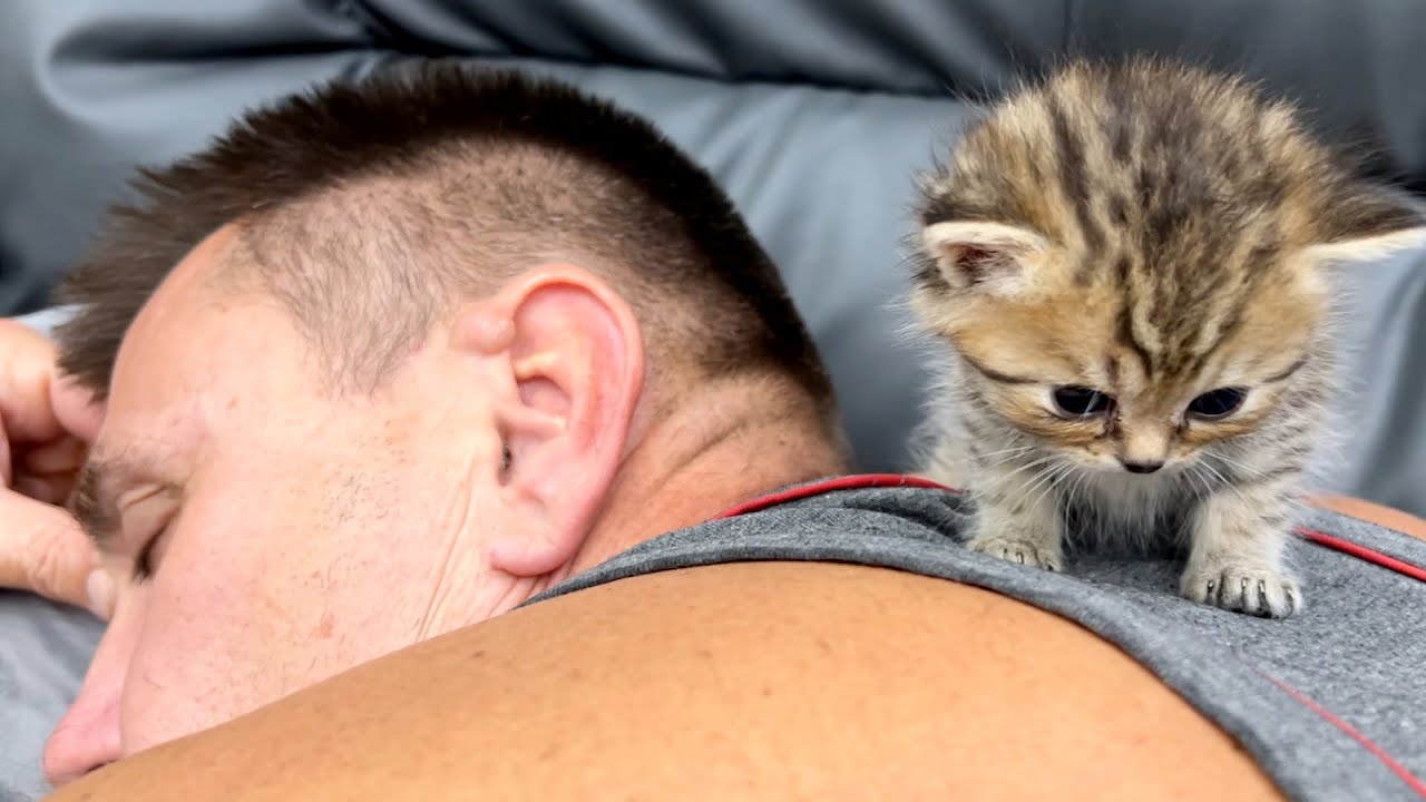 Kitten Steve loves to sleep on a big man more than walk around the room