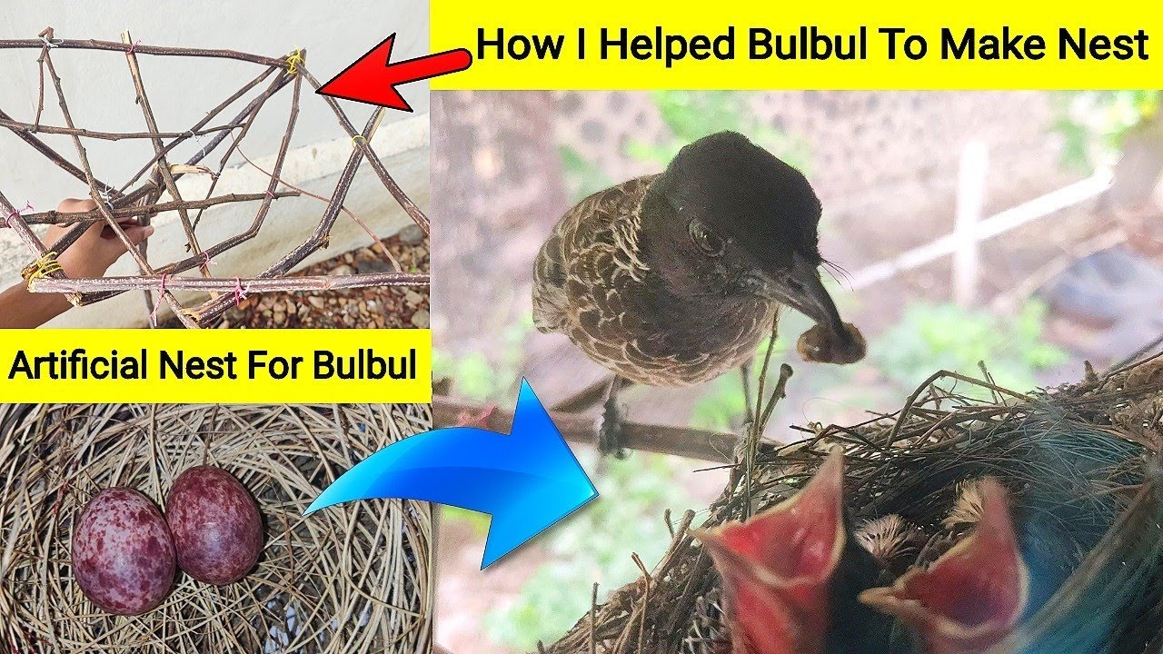How I helped bulbul birds to build nest.
Journey of Bulbul Bird from eggs to grown up.