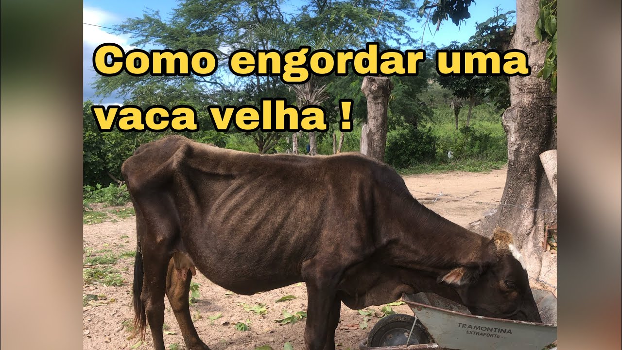 ⚠️COMO ENGORDAR UMA VACA VELHA|semi confinamento⚠️