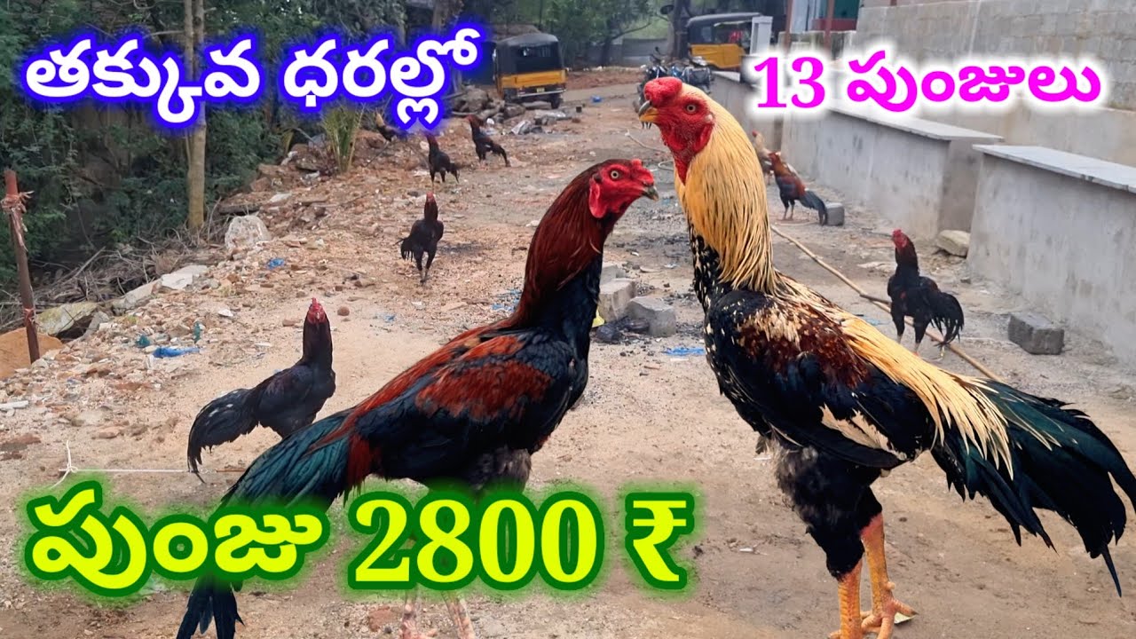 తక్కువ ధరల్లో పుంజులు 80963 86801 TRANSPORT Aseel murga