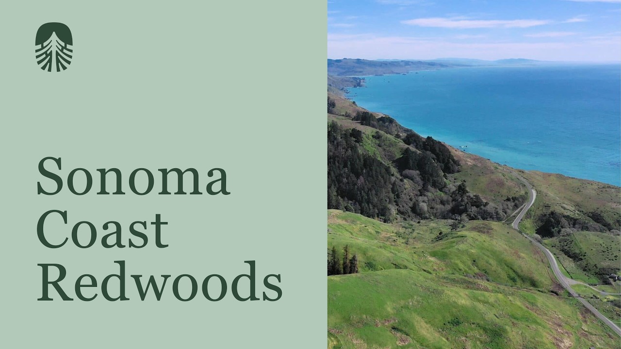 Sonoma Coast Redwoods | Save the Redwoods League