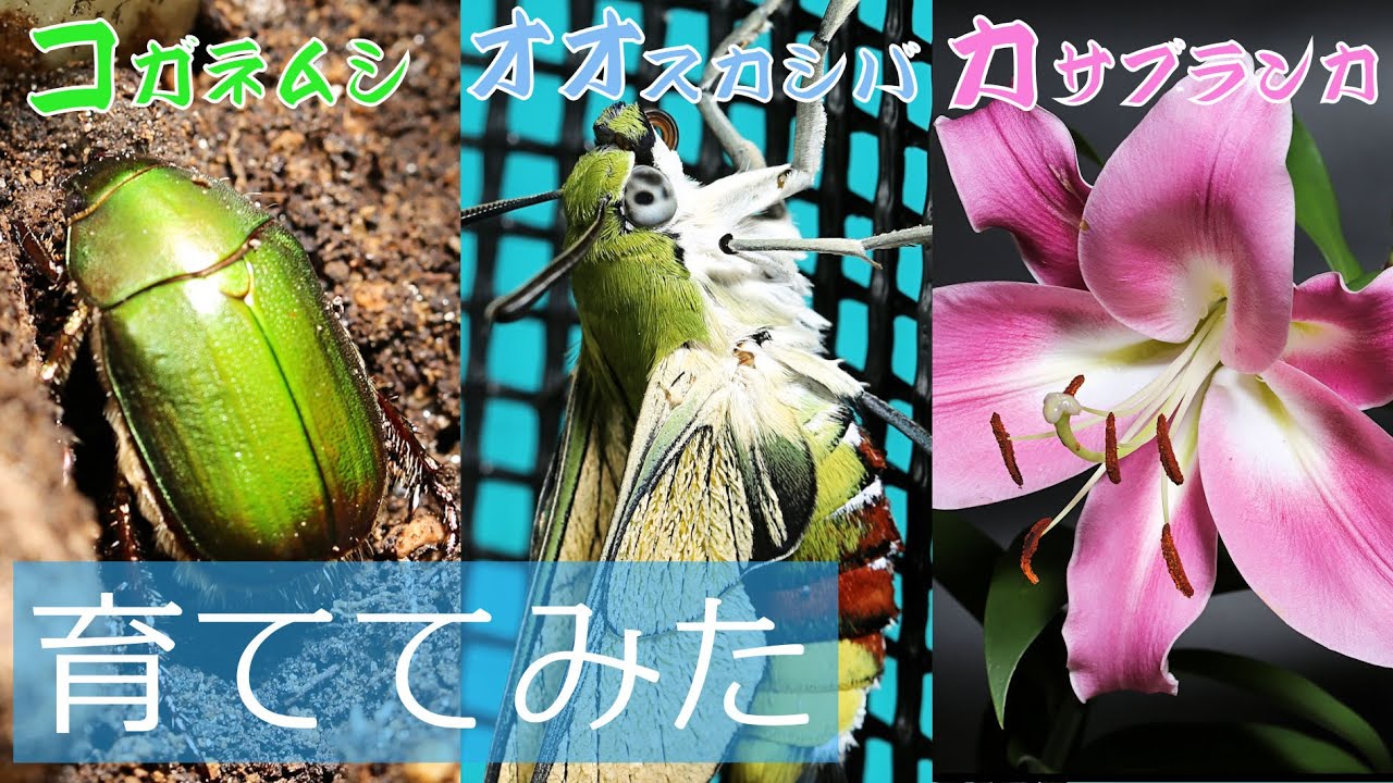 コガネムシ＆オオスカシバを駆除せず育てて羽化させてみた【園芸好きにも知ってほしい昆虫の習性】