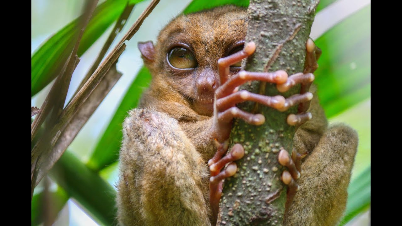 Facts about Tarsier!
