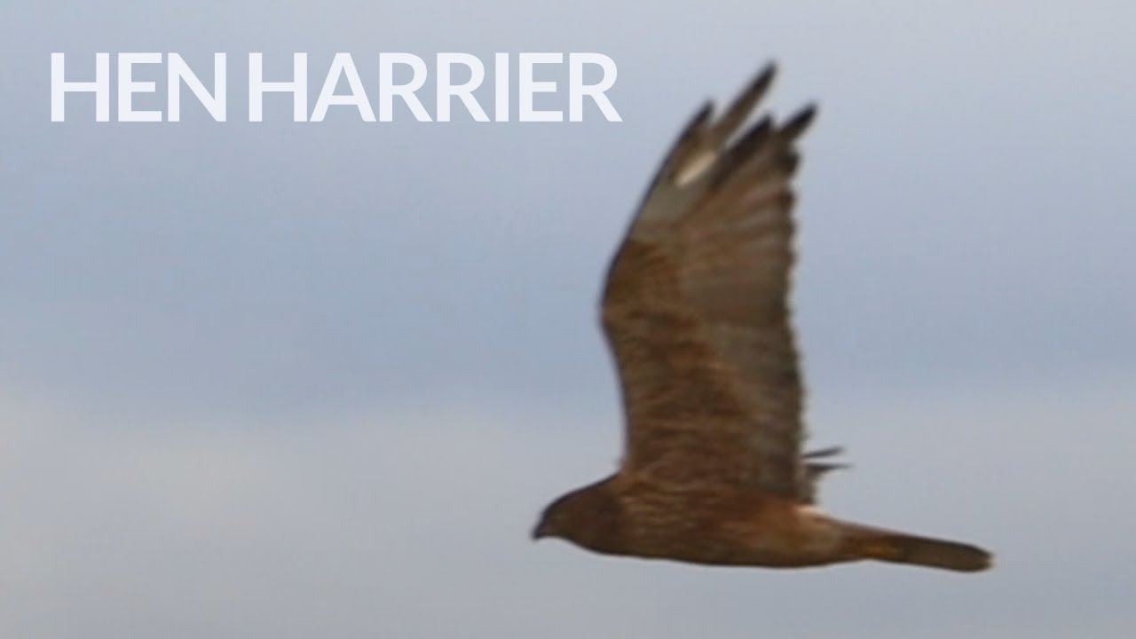 Female Hen Harriers Flying Above Their Reed Field 🦅妙岐ノ鼻を飛ぶメスのハイイロチュウヒ