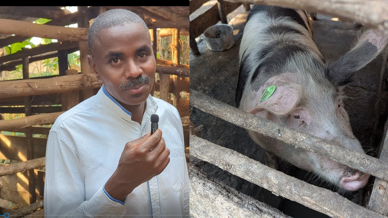 🐖 Yatangiye Ubworozi bw’Ingurube ku mafaranga 200,000 RWF💰| Ingurube Imwe ayigurusha 500,000 RWF 🚀