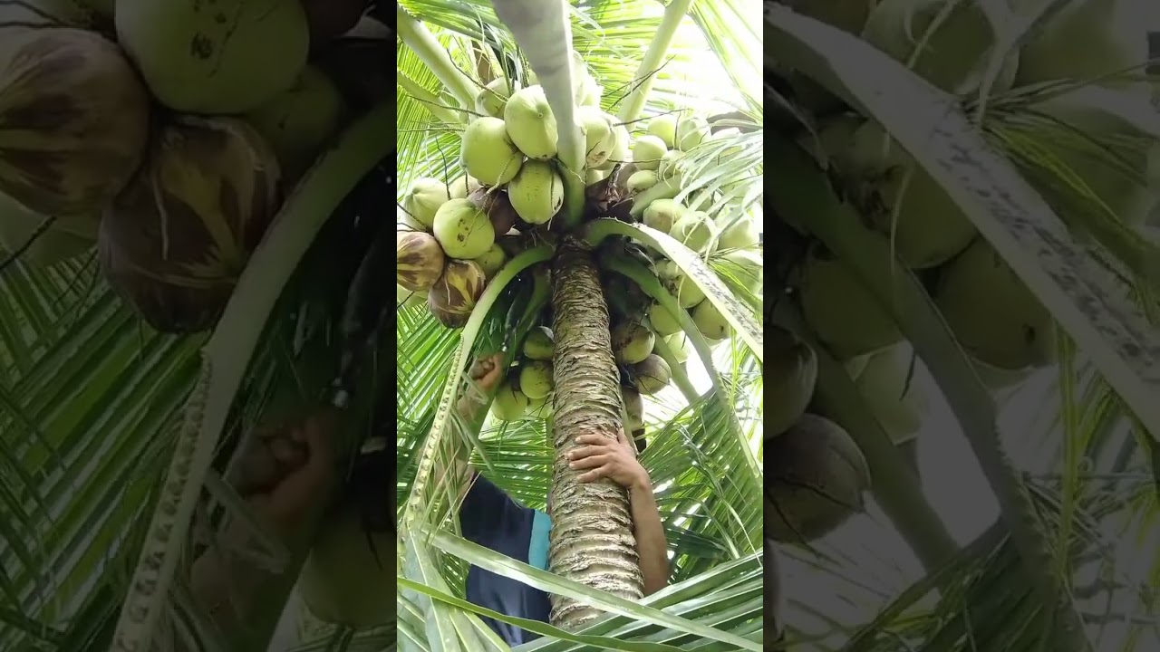 diara dol kambras napod ta dol 💪🌴🥥
