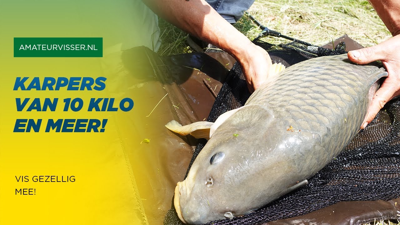 KARPERS +10KG op LICHTE FEEDERS