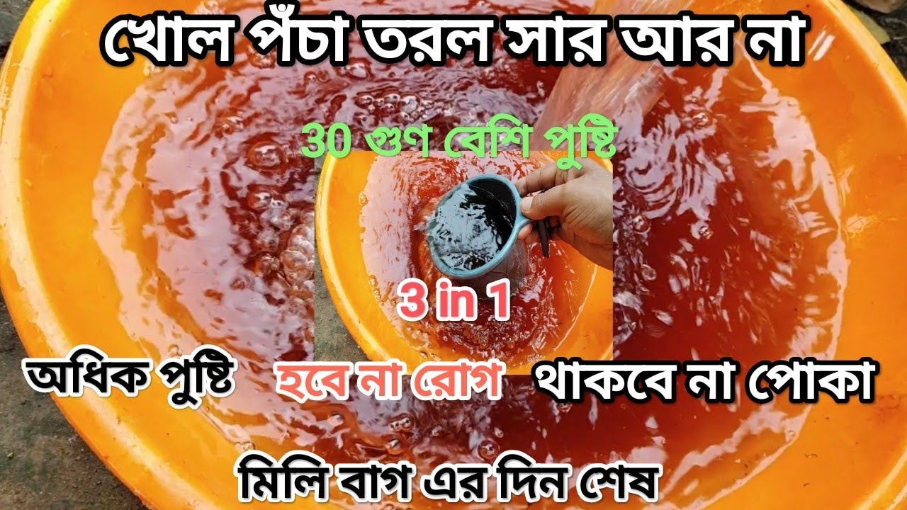 খোলের তরল সার আর দিতে হবে না, তার চেয়ে অনেক 30% বেশি শক্তি শালি জৈব সার। বৃদ্ধি ফুল ফল না হলে 100%