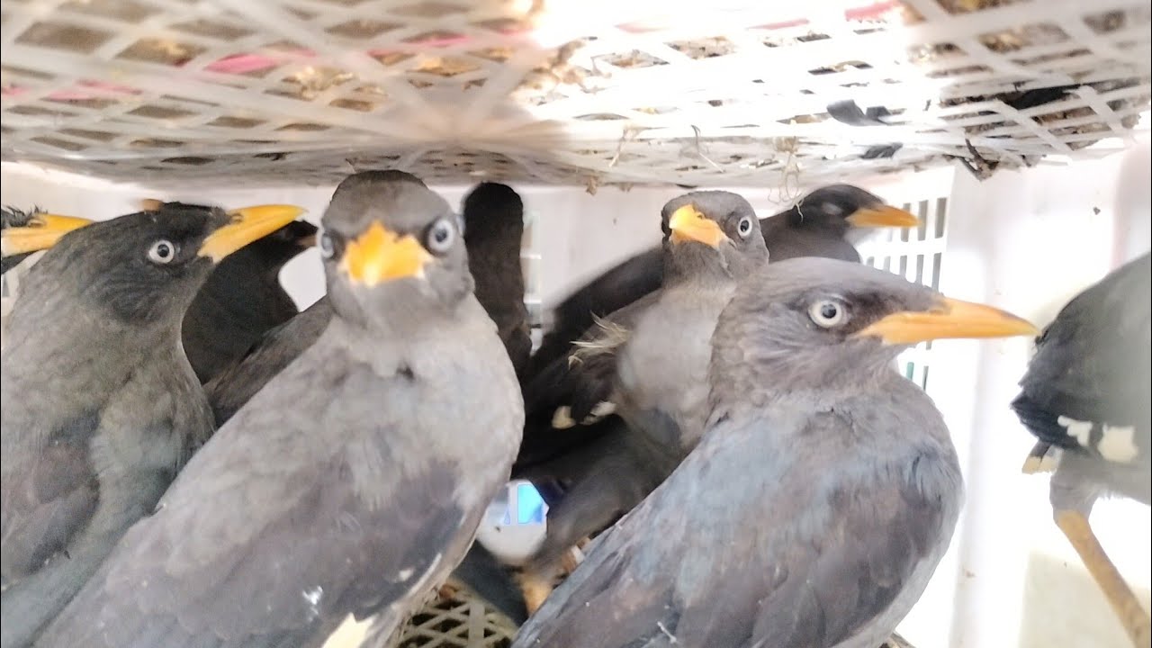 Spesial menjelang ramadhan redy melimpa burung gacor gacor murai medan - kacer - anis merah - DLL