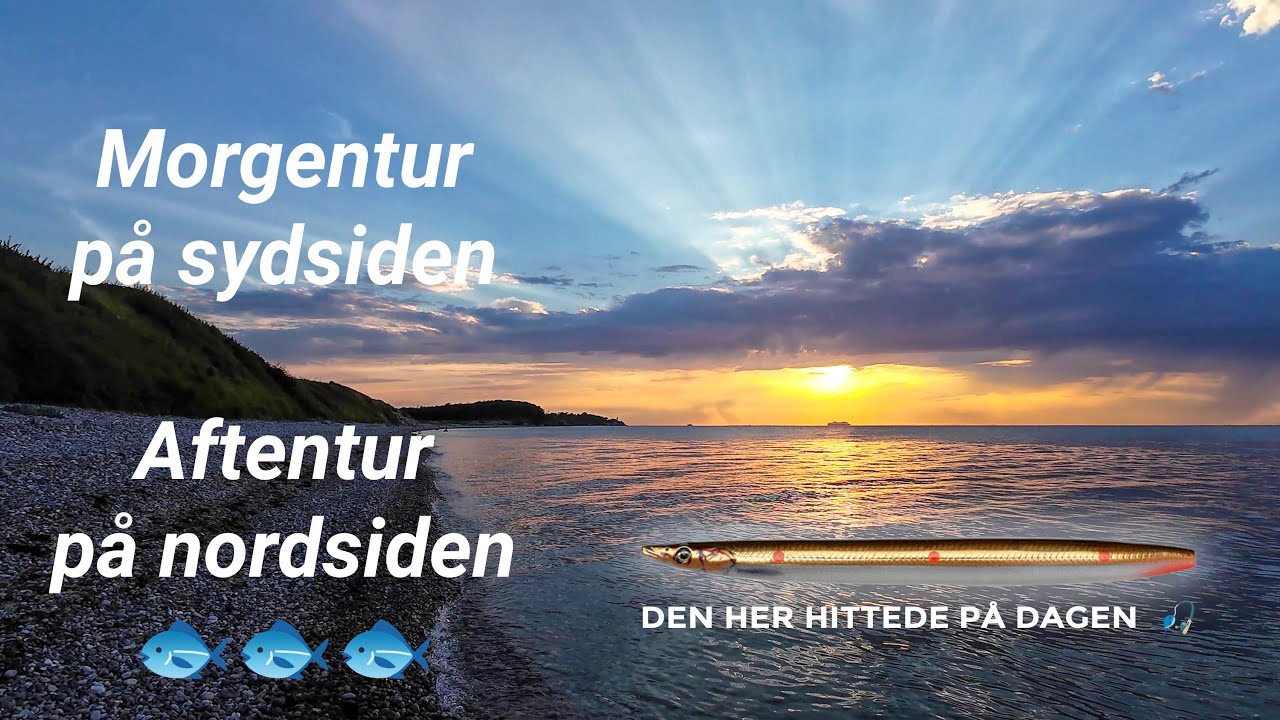 Havørred 🐟 Fiskeri 🎣 Med fisk både morgen & aften 😊