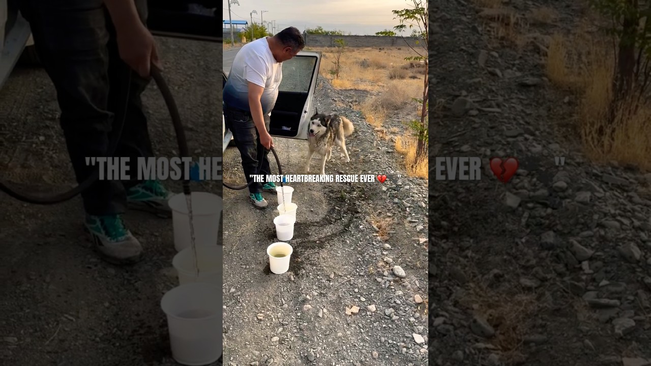 I Rescued A Starving Dog On The Road 🚨🐶 | From Nothing To Everything  #animalrescue  #trendingnow
