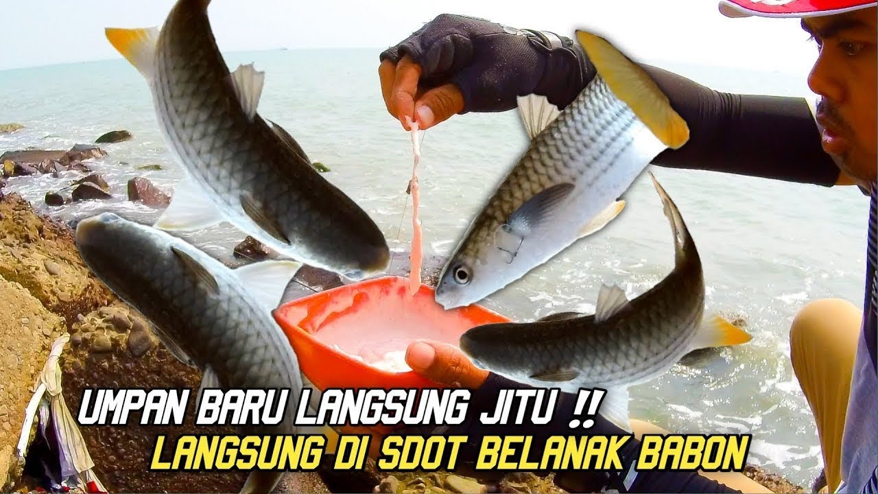 Umpan Jitu Dan ampuh Belanak ekor Kuning Di Laut | Umpan Baru Langsung Jitu ! 