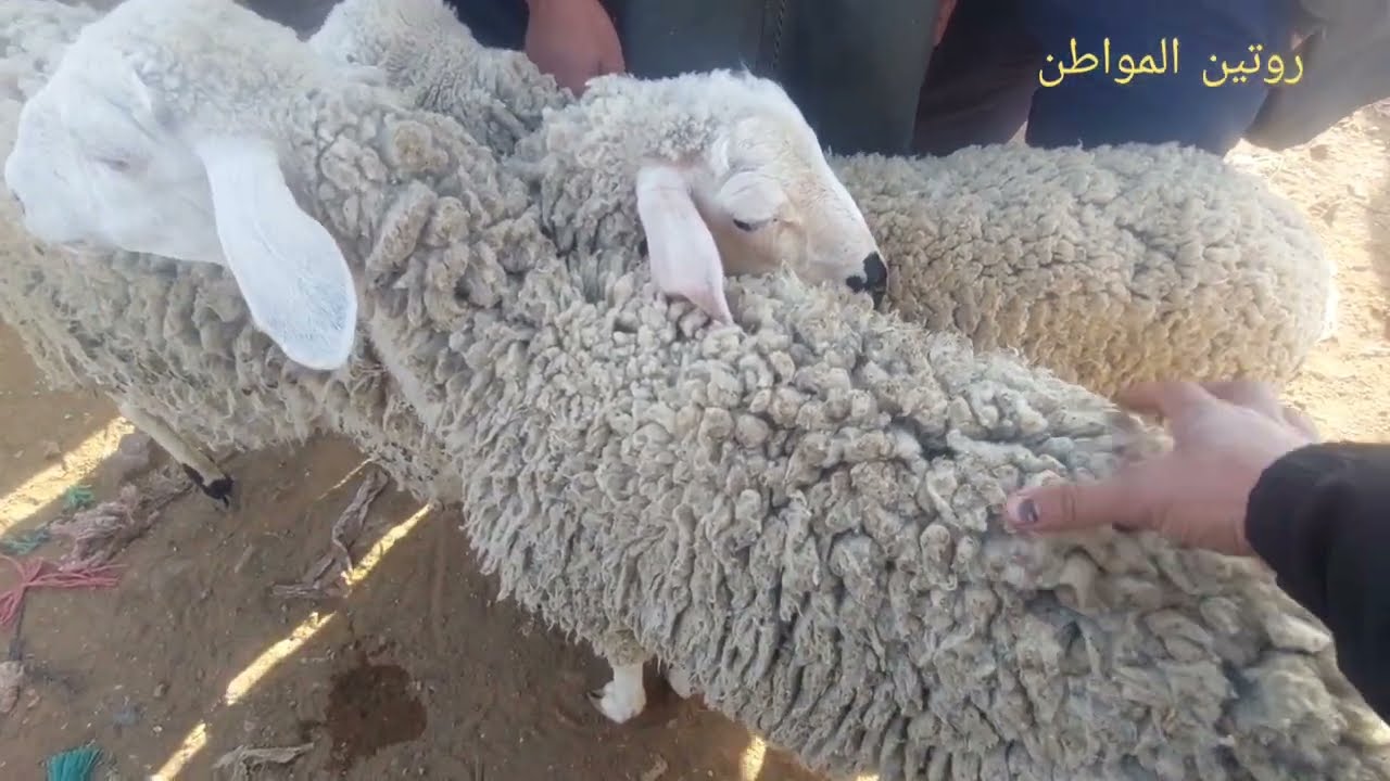 أثمنة المواشي بسوق الأربعاء بجماعة تنانت إقليم ازيلال بتاريخ 21/05/2025. اثمنة مناسبة