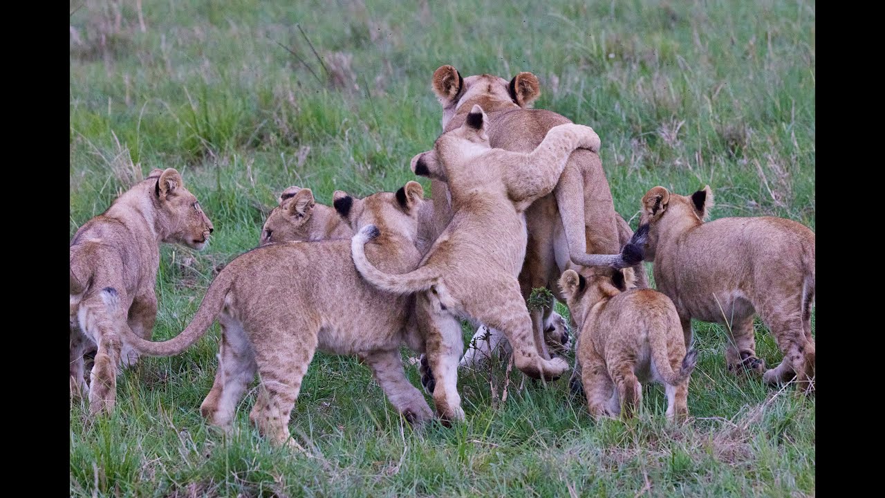 14 lion cubs run to greet moms after a hunt, Topi pride, Maasai Mara