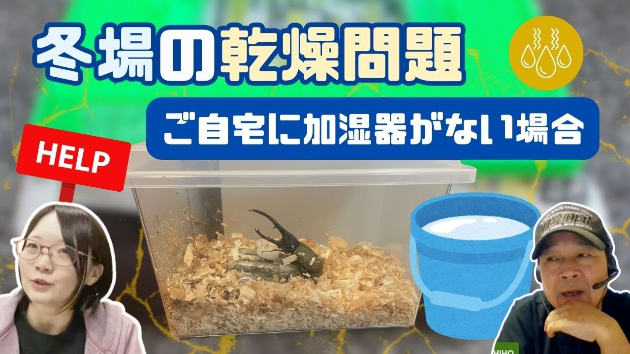冬場、飼育ケースがカラカラ…。加湿器を使わずに湿度を保つ方法とは？｜【クワカブ広場】名人Shihoのクワカブ相談室！〈1月/50号〉　#カブトムシ #クワガタ #飼育方法 #月夜野きのこ園 #冬