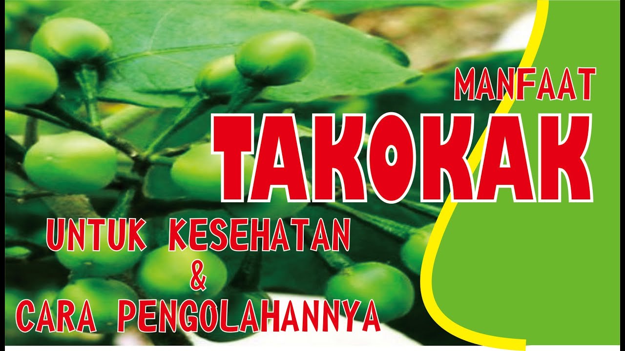 MANFAAT TAKOKAK UNTUK KESEHATAN DAN CARA PENGOLAHANNYA