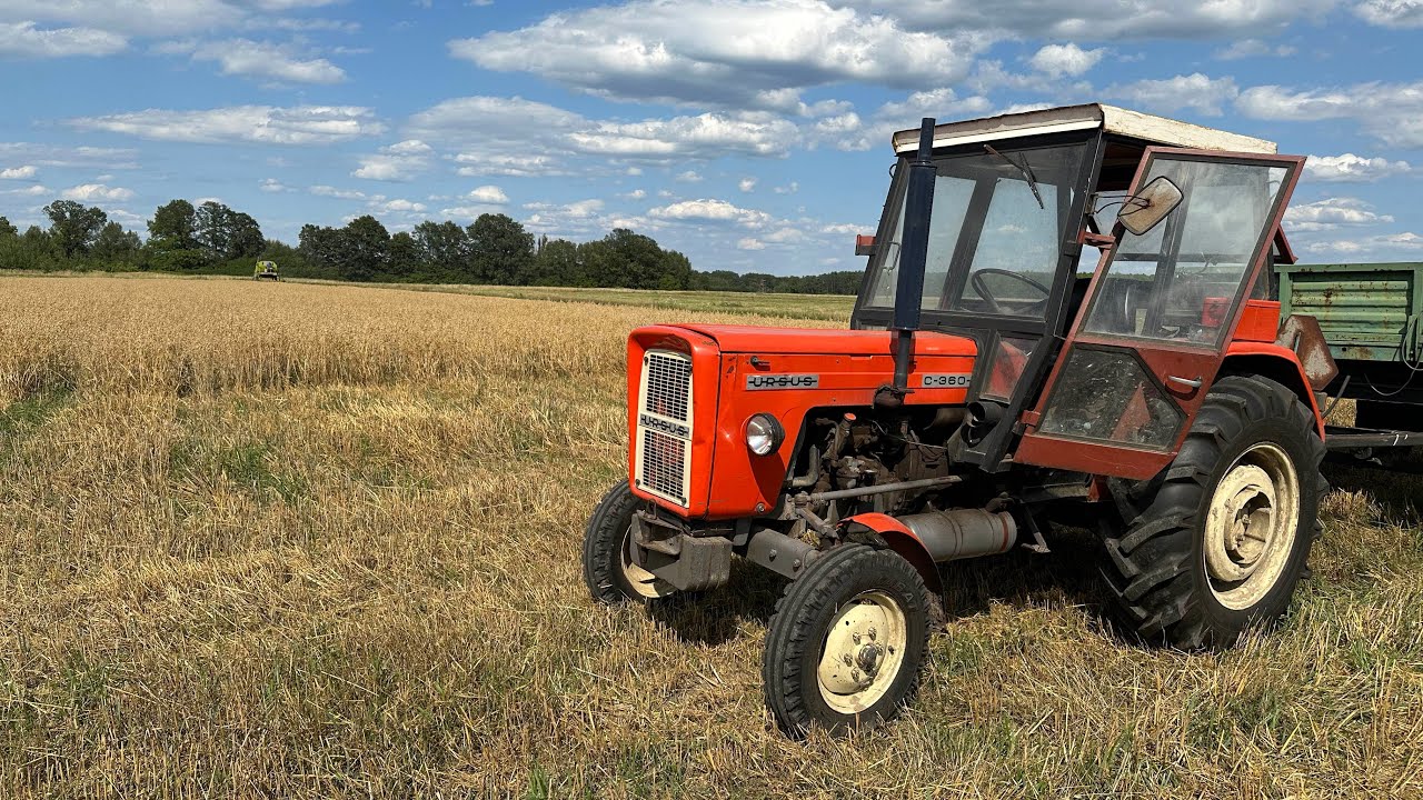 Żniwa owies 2024 Claas Mercator 75 || Ursus c360 3p