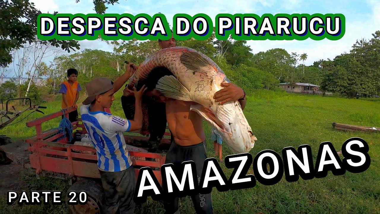 DESPESCA DO PIRARUCU - 1&ordm; DIA NO LAGO DO ANZOL  -  V&Iacute;DEO 20
