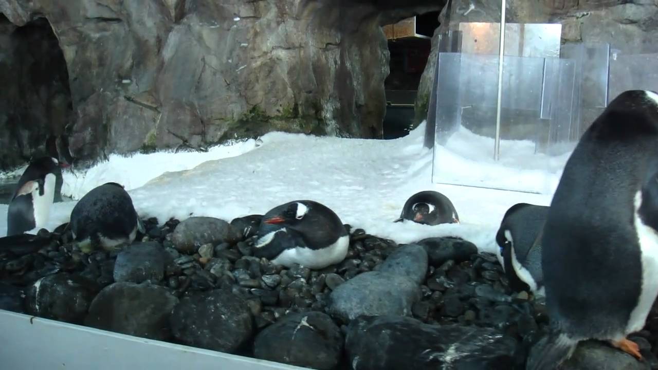 Kelly Tarltons antarctic encounter