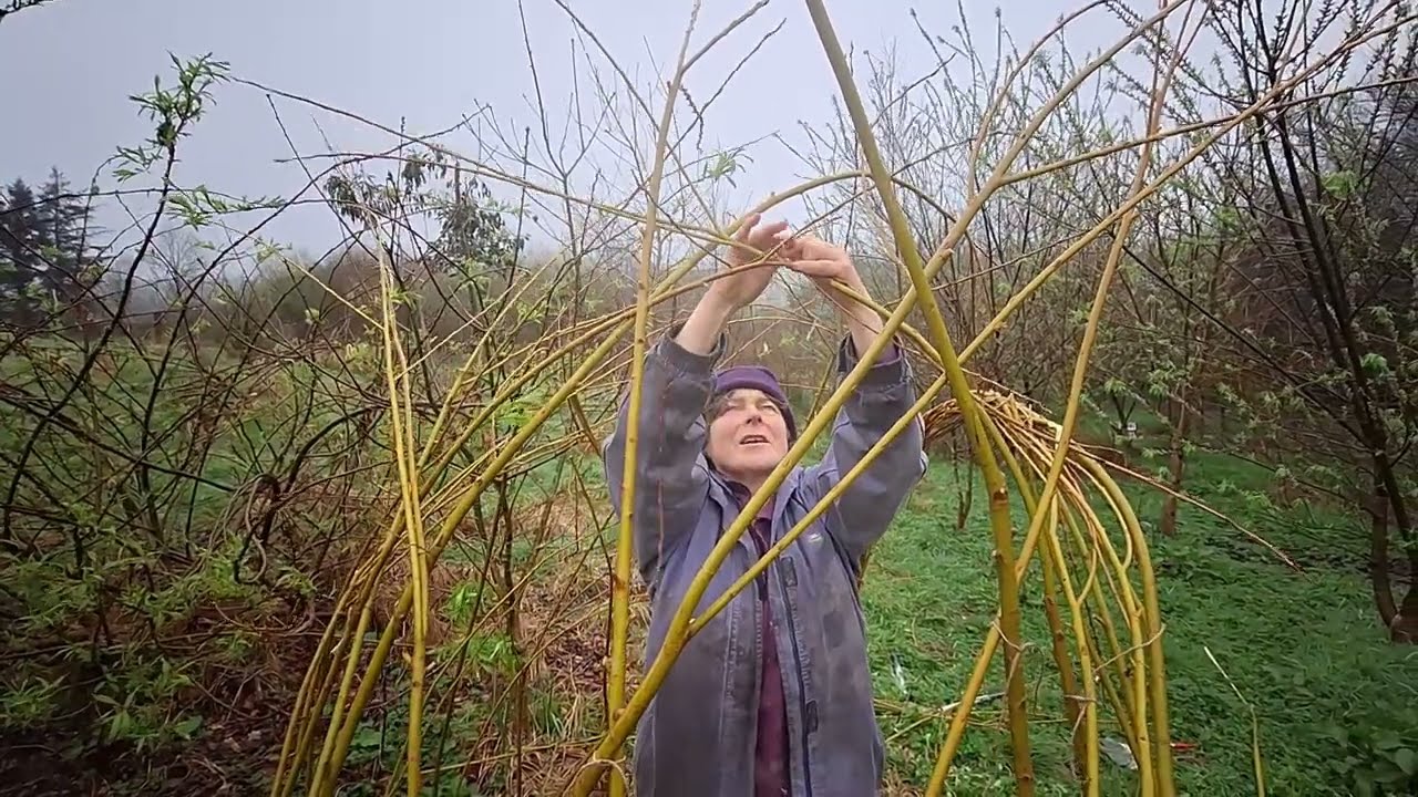 A new willow den is growing in Sam's wood