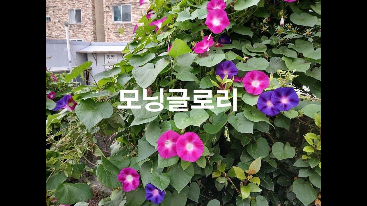 나팔꽃 25 2