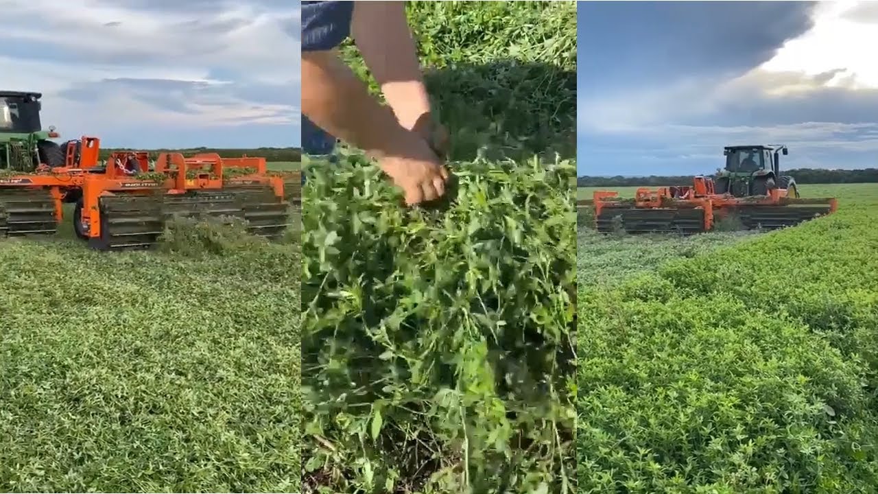 Cobertura de palhada com estilosante e milho faz produtividade bater em 70 sacas/média, diz Hisaeda