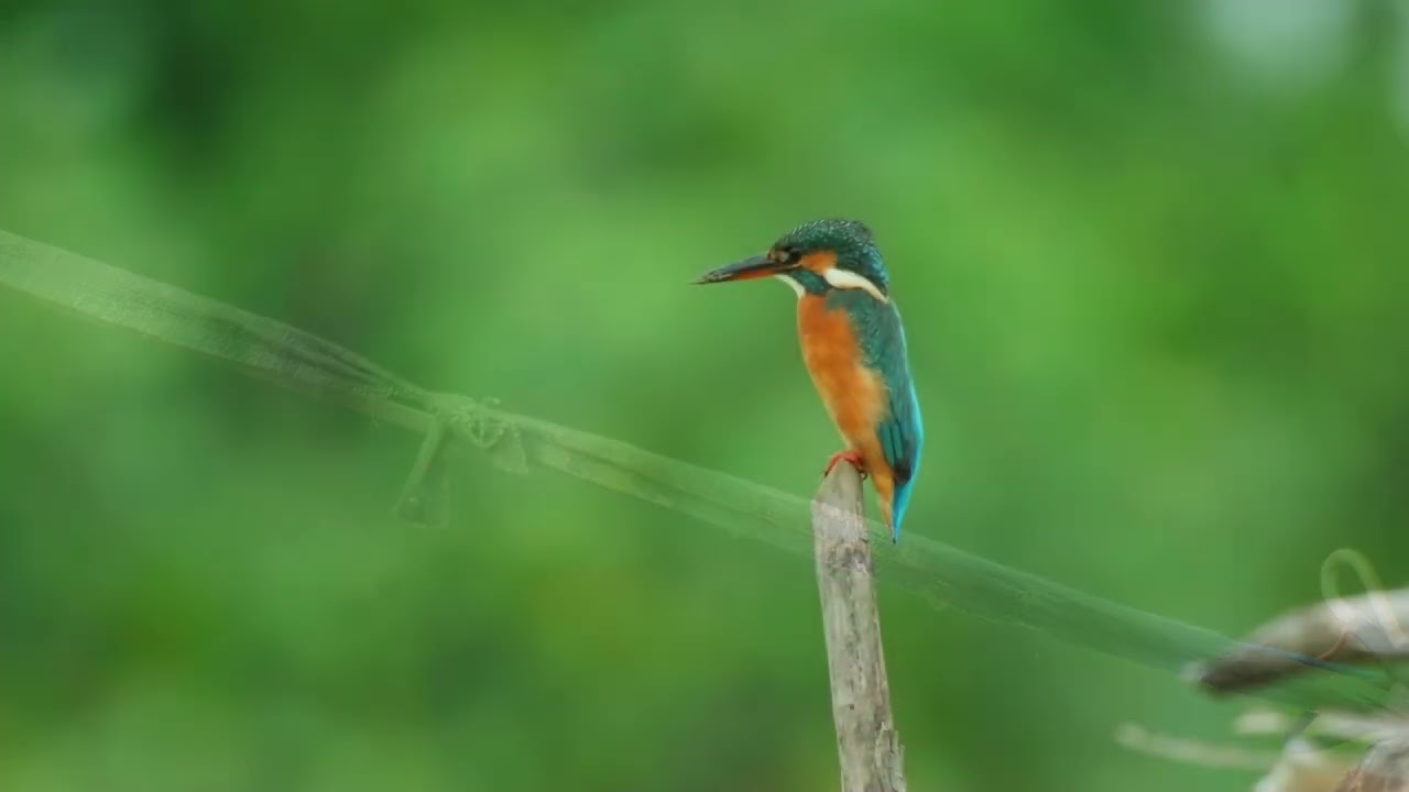 Chim bói cá ( Kingfisher) - Quận 7 Hồ Chí Minh Việt Nam