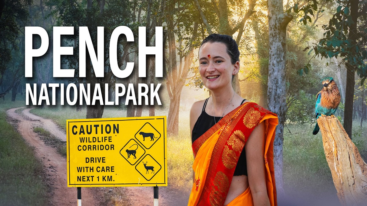 Den Tigern auf der Spur - Safari durch den Pench Nationalpark | Roadtrip | INDIEN 🇮🇳