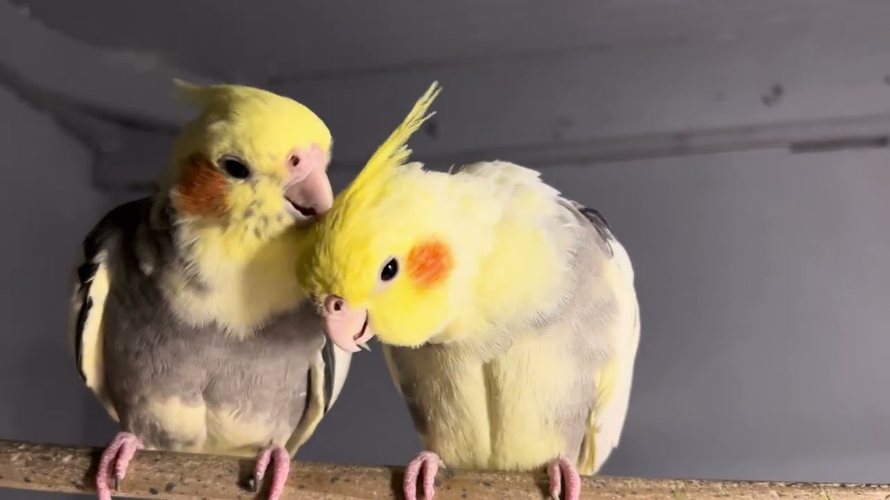 This bird ate all the cuteness 🐥💕 #shortvideo  #cockatiel  #birds  #birdsong  #birdsounds  #thebird 