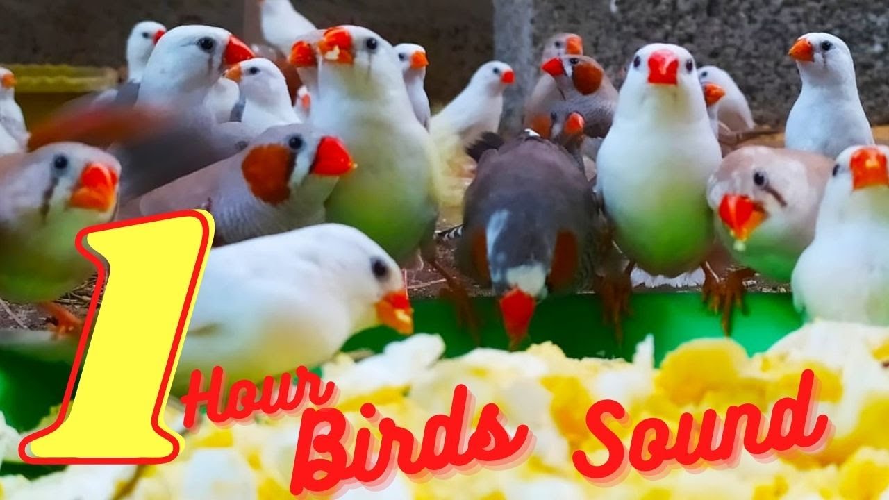 Beautiful Birds Sound (No Music) | Eat and Playing birds | birds to make them happy