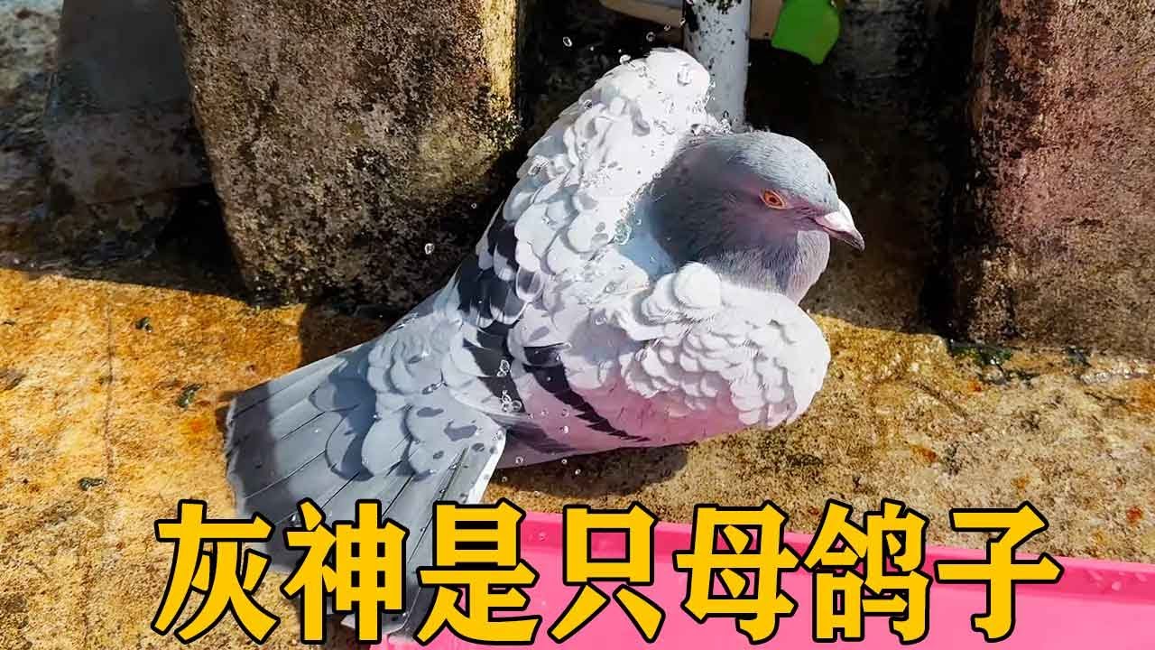 Голубь бежит каждый раз, когда вы чистите поднос, чтобы принять ванну