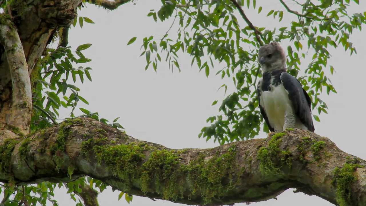 Aguila Harpia, PN Patuca