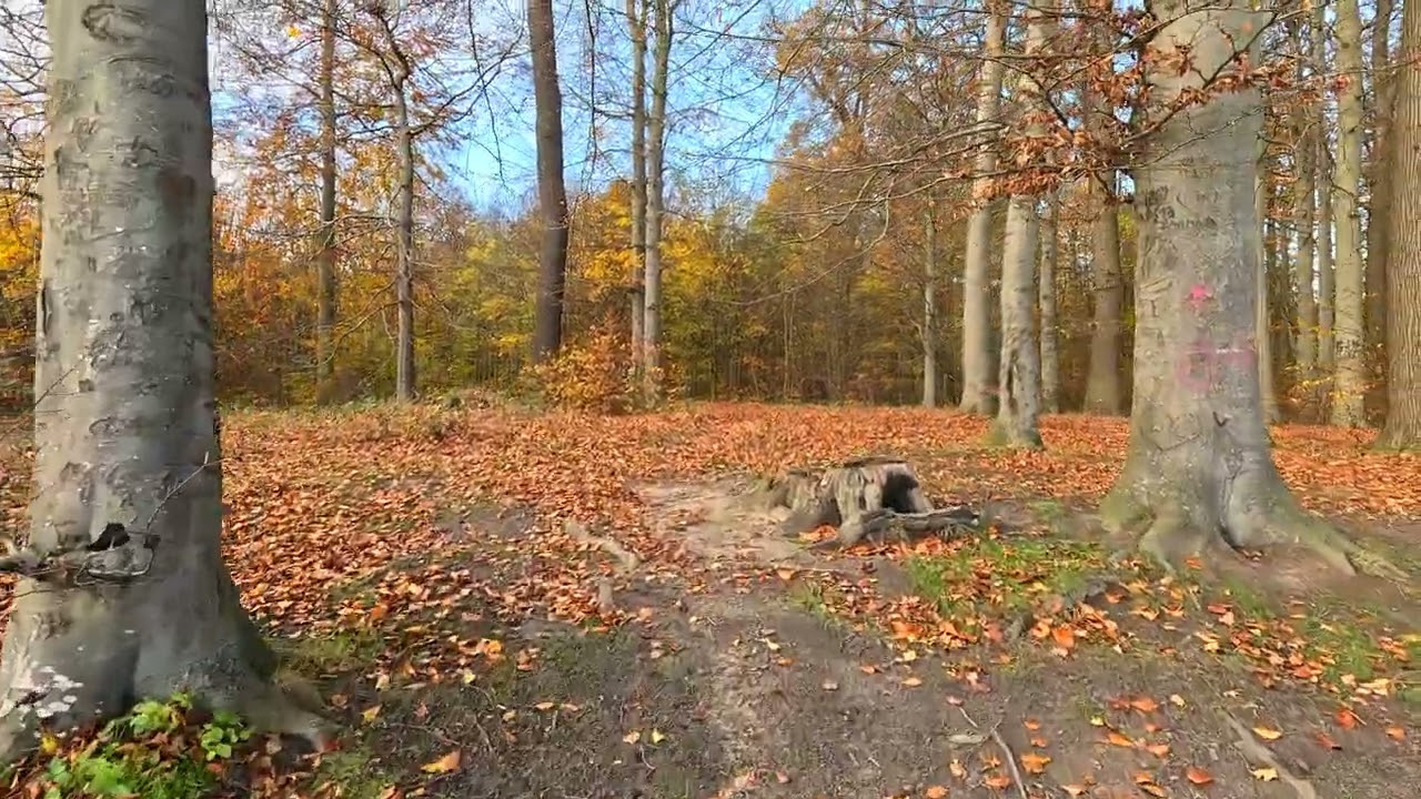 Ostsee-Herbstwald: Sanfte Musik, bunte Blätter & entspannender Spaziergang durch den bunten Wald