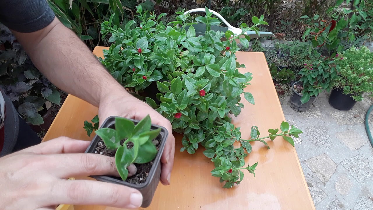 BUZ ÇİÇEĞİ EN BASİT ÇOĞALTMA ŞEKLİ!