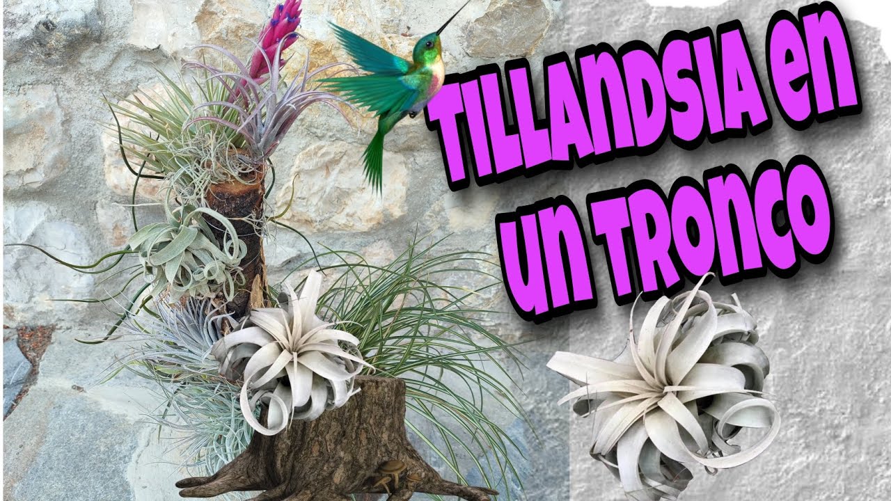 Cómo poner TILLANDSIAS en un TRONCO de manera CORRECTA