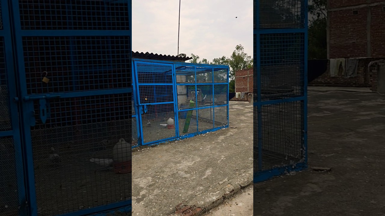 Aaj aaye hai Amroha Uttar pradesh kabootar lene FOR SALE #pigeon #pigoen #bird #kabootar #birdspecie