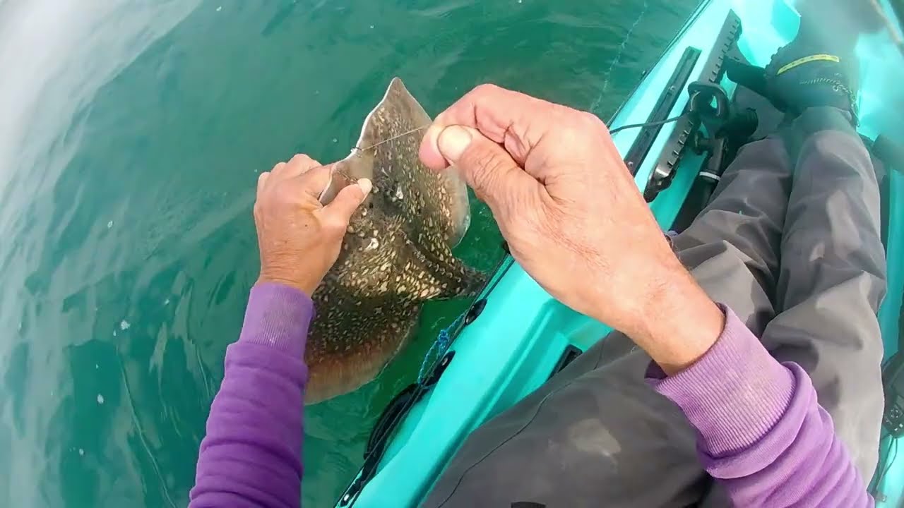 My first Thornback ray ( another *BIG* fish and what a fight ).