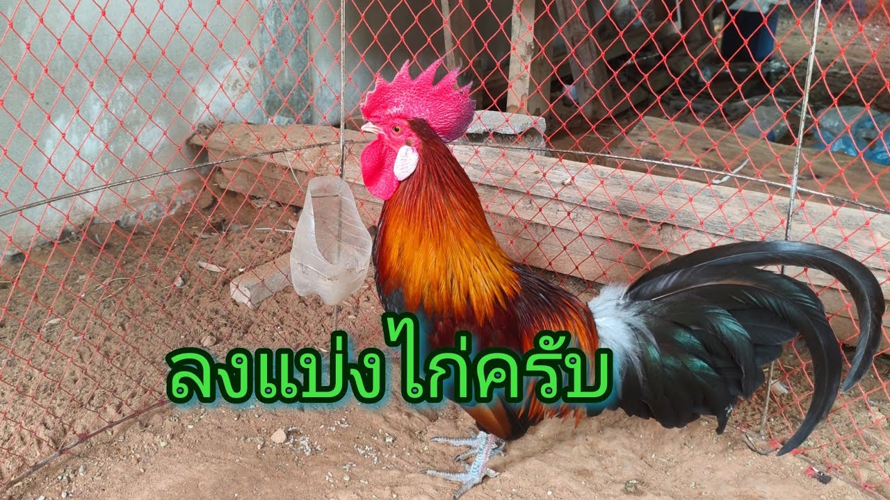 ลงแบ่งไก่ลูกของเจ้ายูทูป